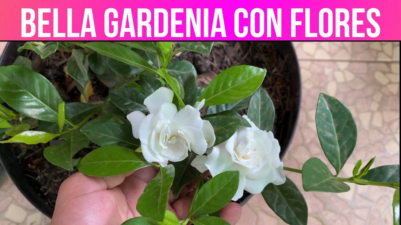 como conseguir que el jazmin florezca