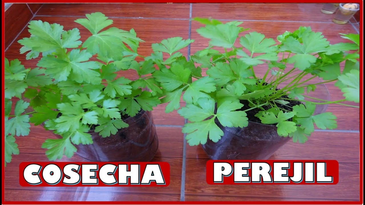como cortar el perejil de la planta