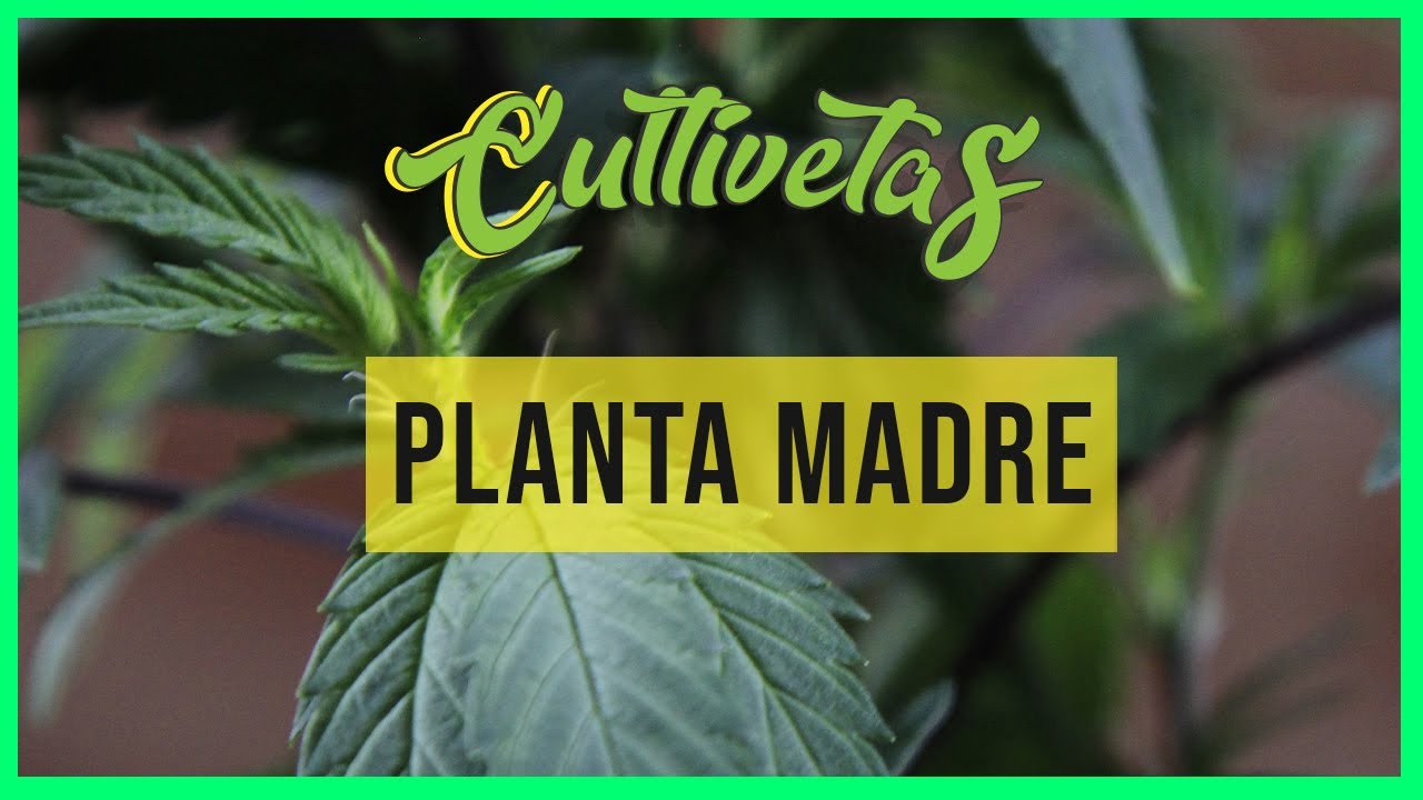 como cortar esquejes de una planta madre