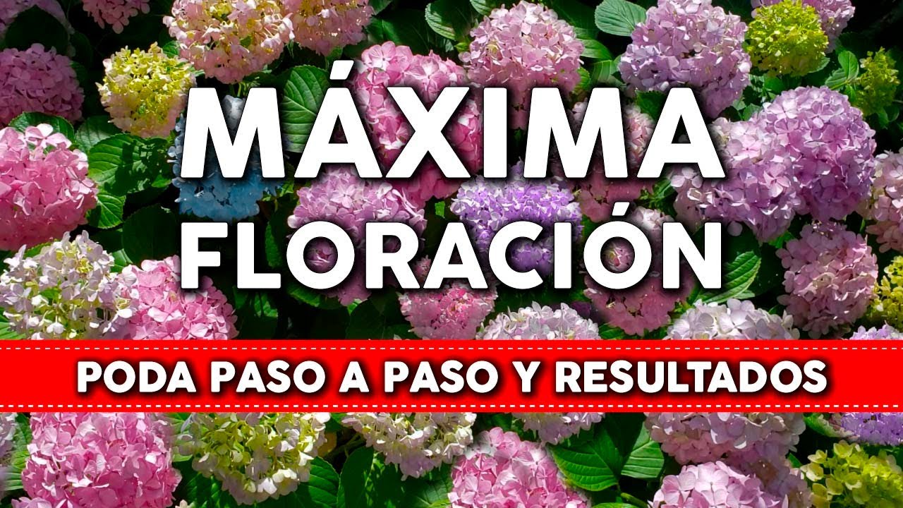 como cortar las flores marchitas de las hortensias
