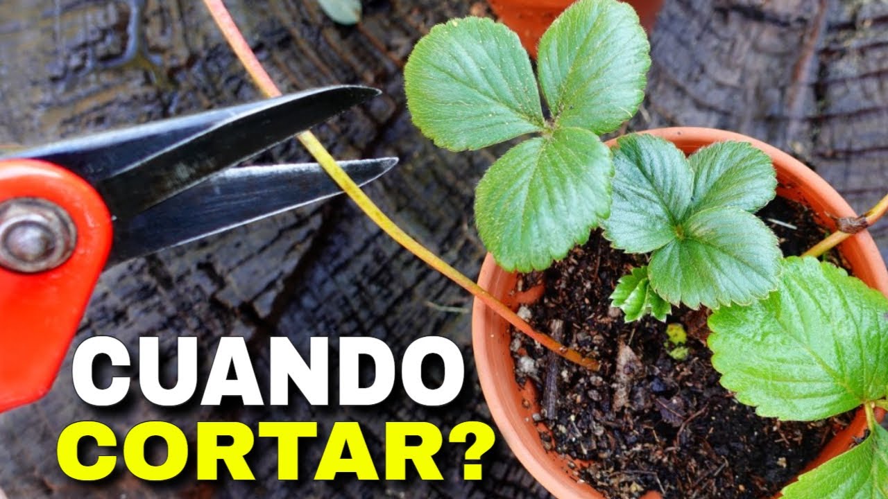 como cortar las fresas de la planta