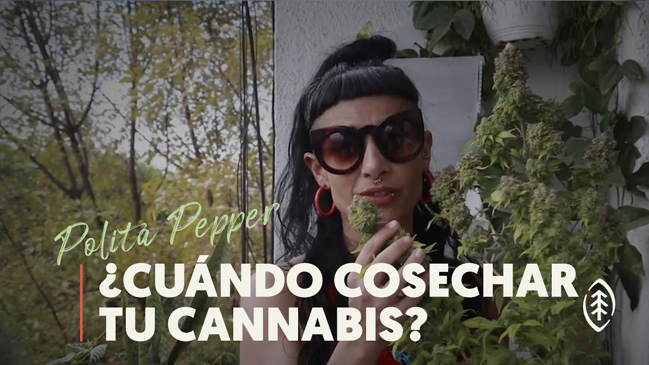 como cortar una planta de marihuanas