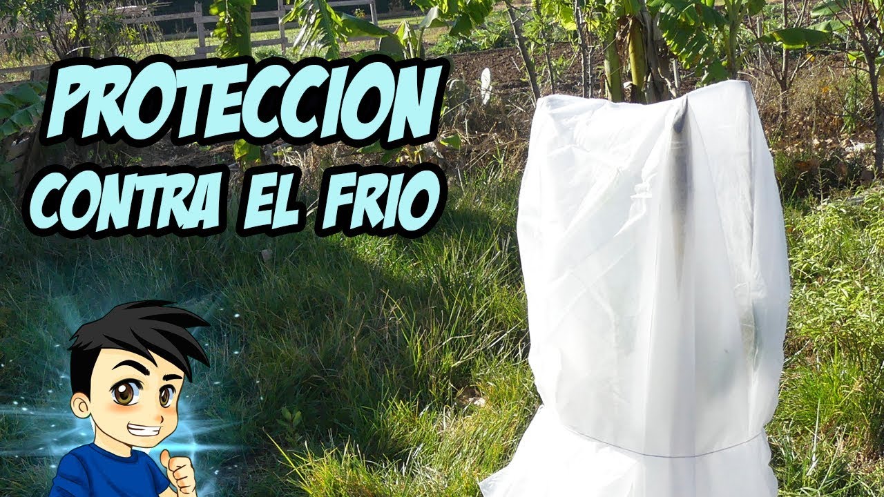 como cubrir una planta de la helada