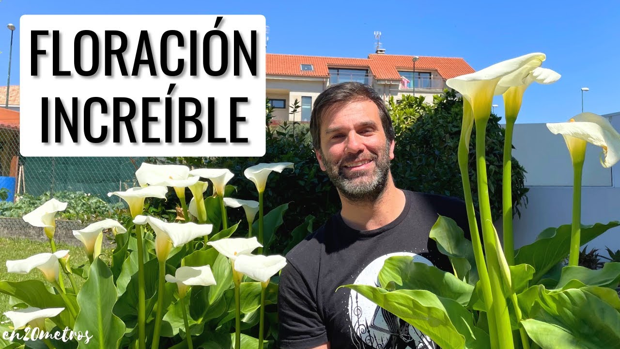 como cuidar la planta de calas