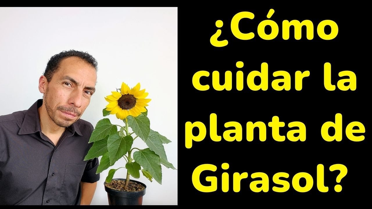 como cuidar la planta de girasol