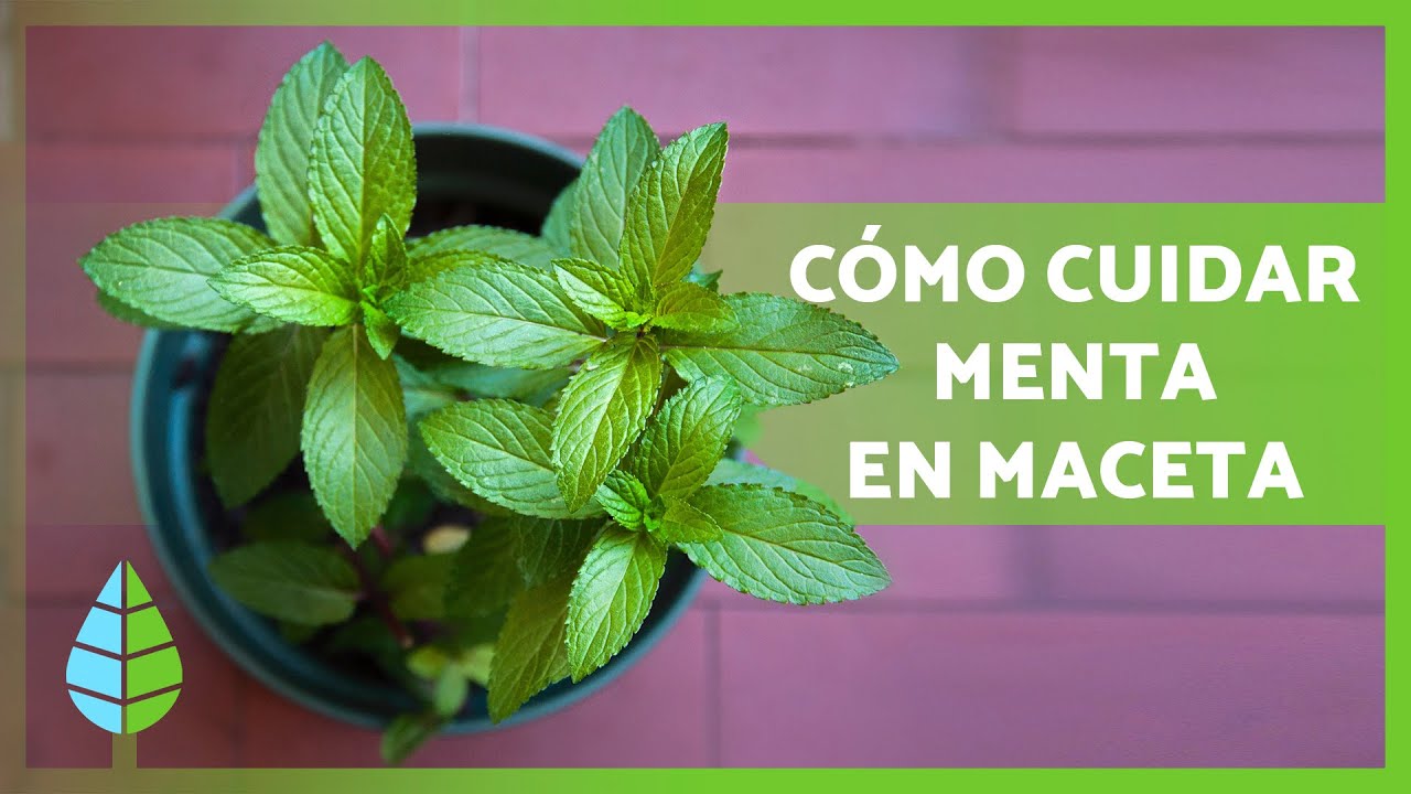 como cuidar la planta de menta