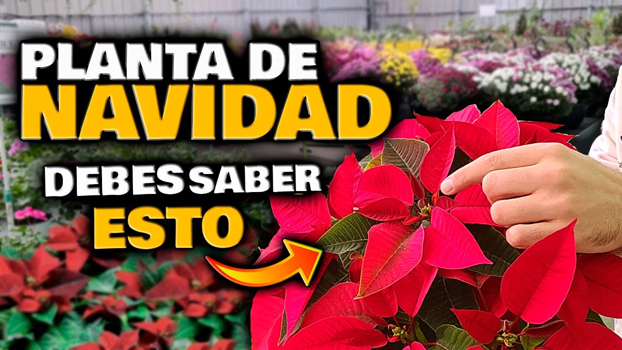 cómo cuidar la planta de navidad