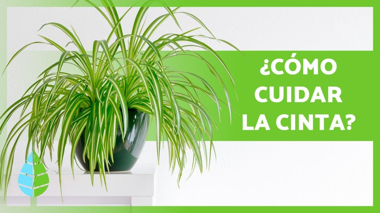 como cuidar la planta lazo de amor