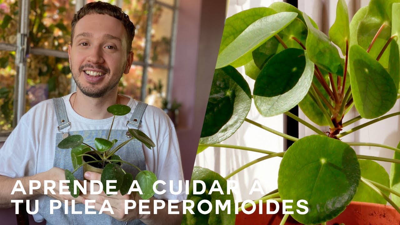 como cuidar la planta pilea peperomioides