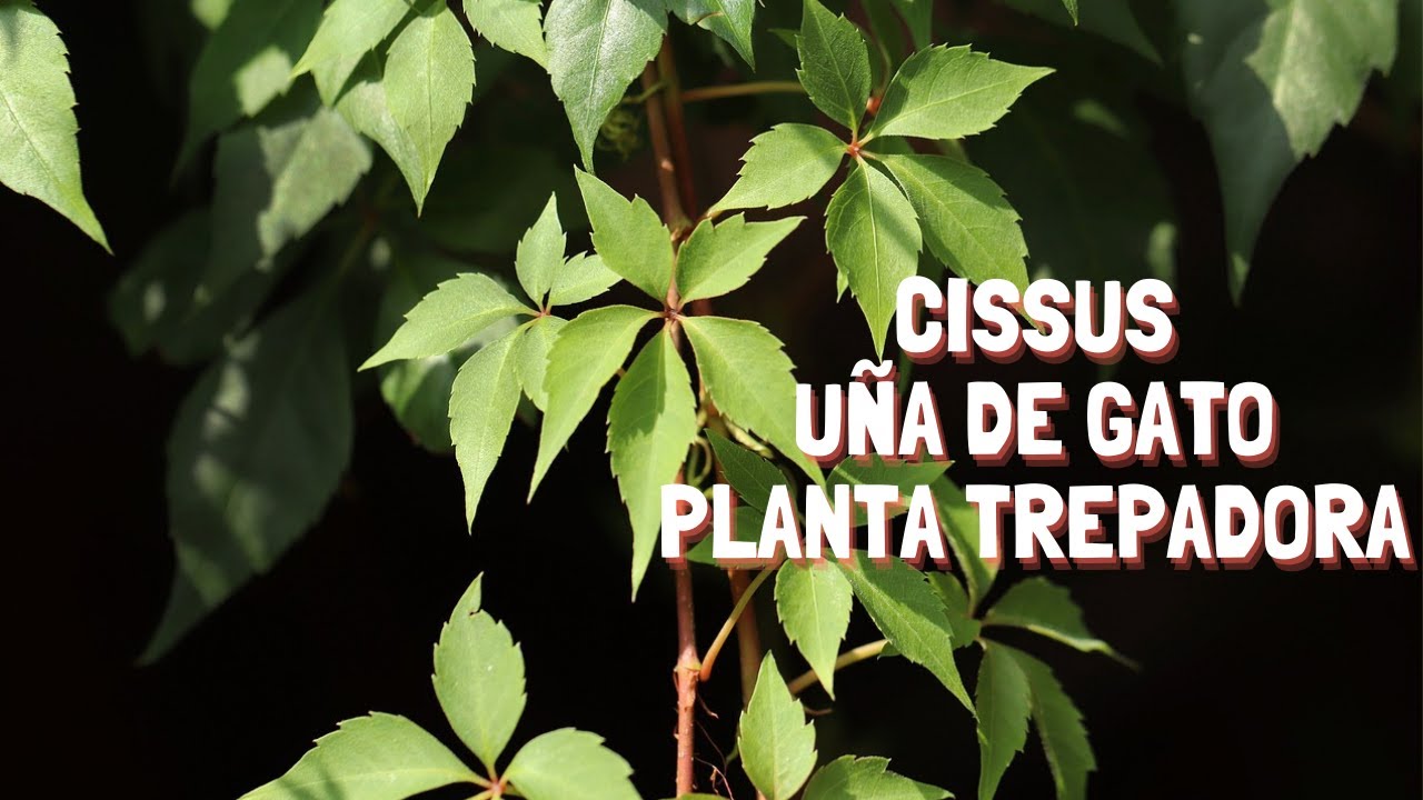 como cuidar la planta uña de gato
