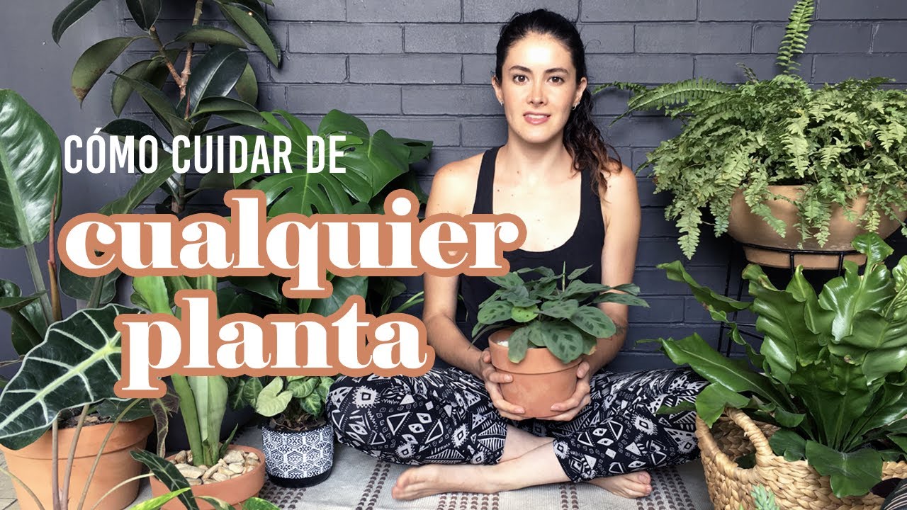 como cuidar las plantas de exterior
