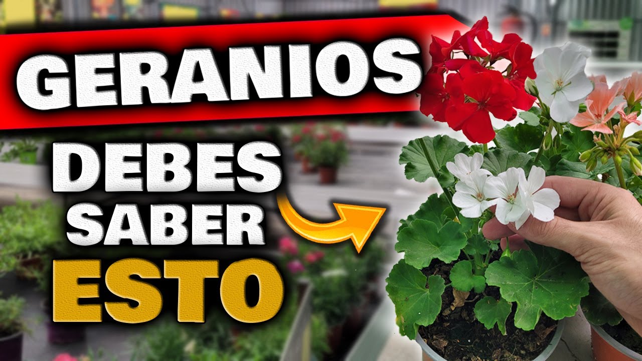 como cuidar los geranios para que florezcan