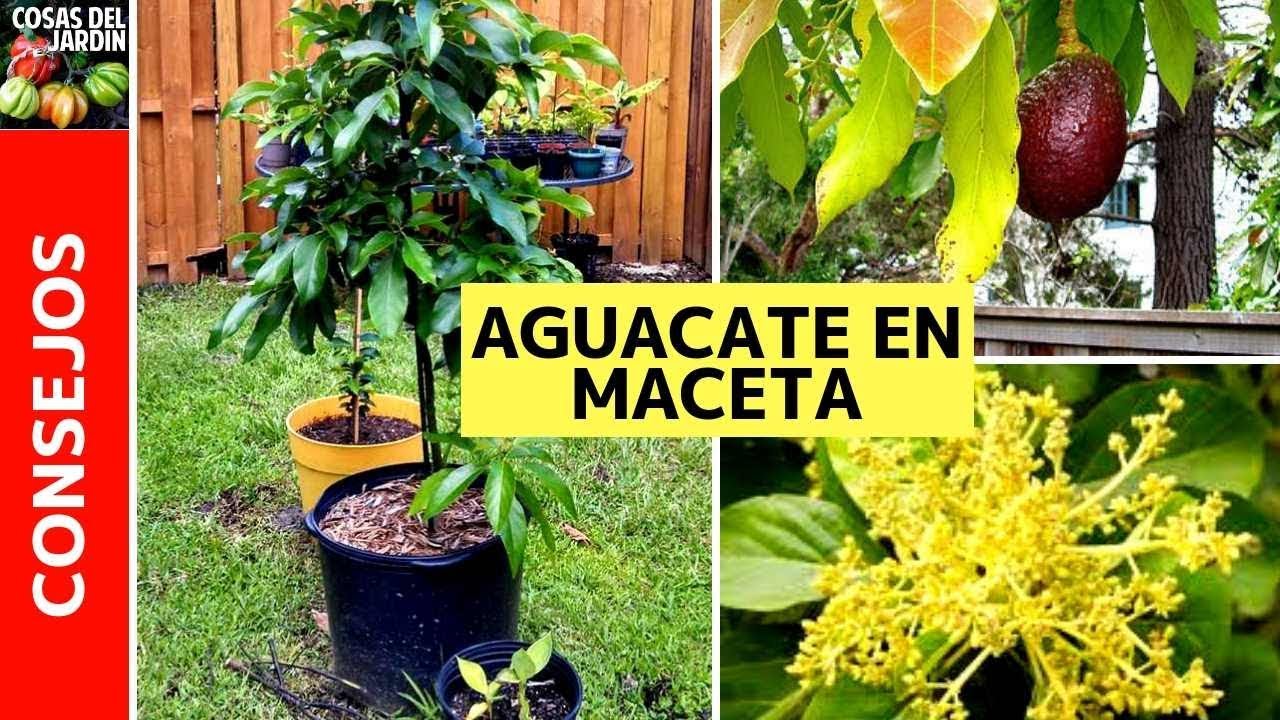 como cuidar una planta de aguacate