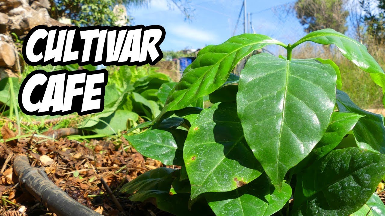 como cuidar una planta de cafe
