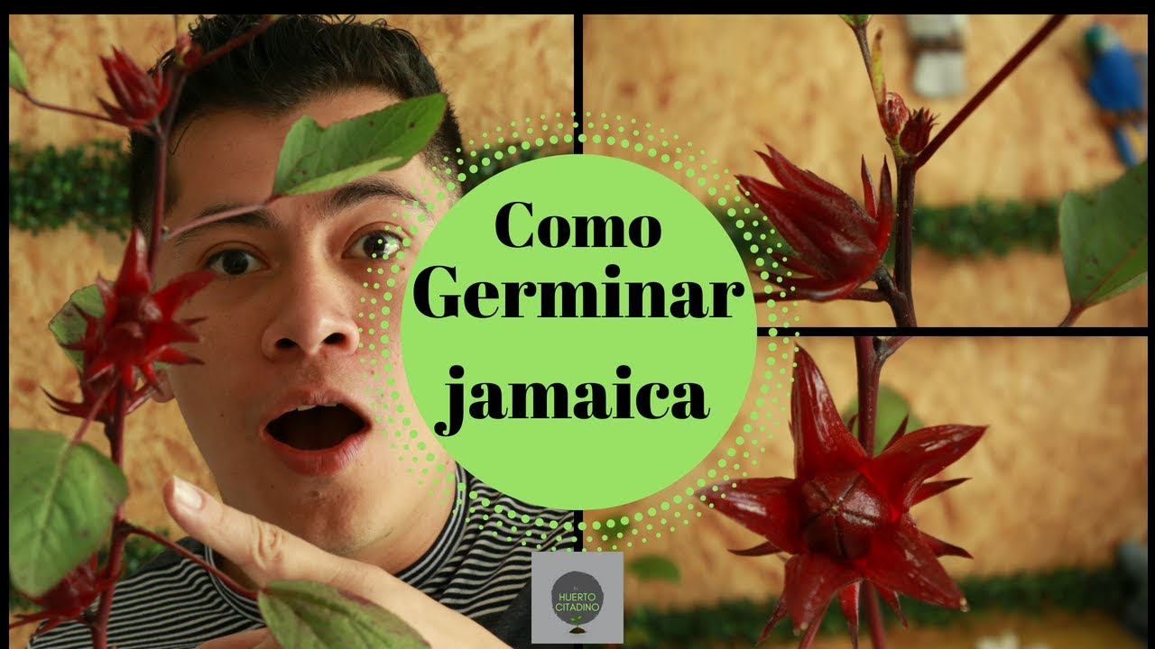como cultivar la flor de jamaica