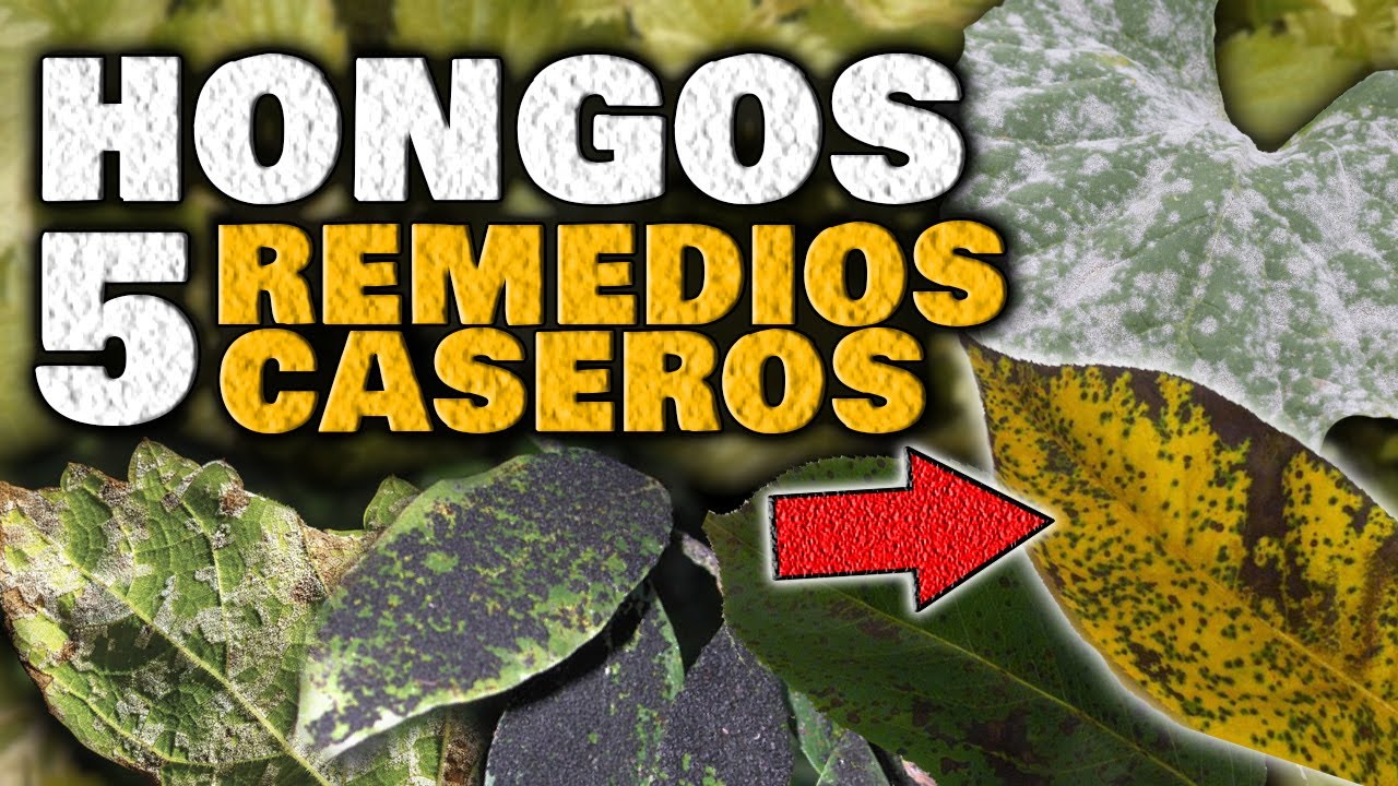 como eliminar el moho blanco de las plantas