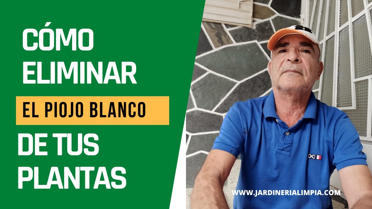 como eliminar el piojo de las plantas
