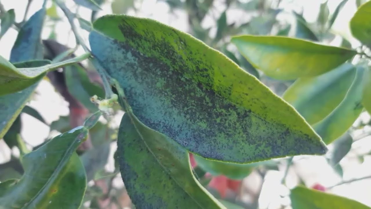 como eliminar la negrilla de las plantas