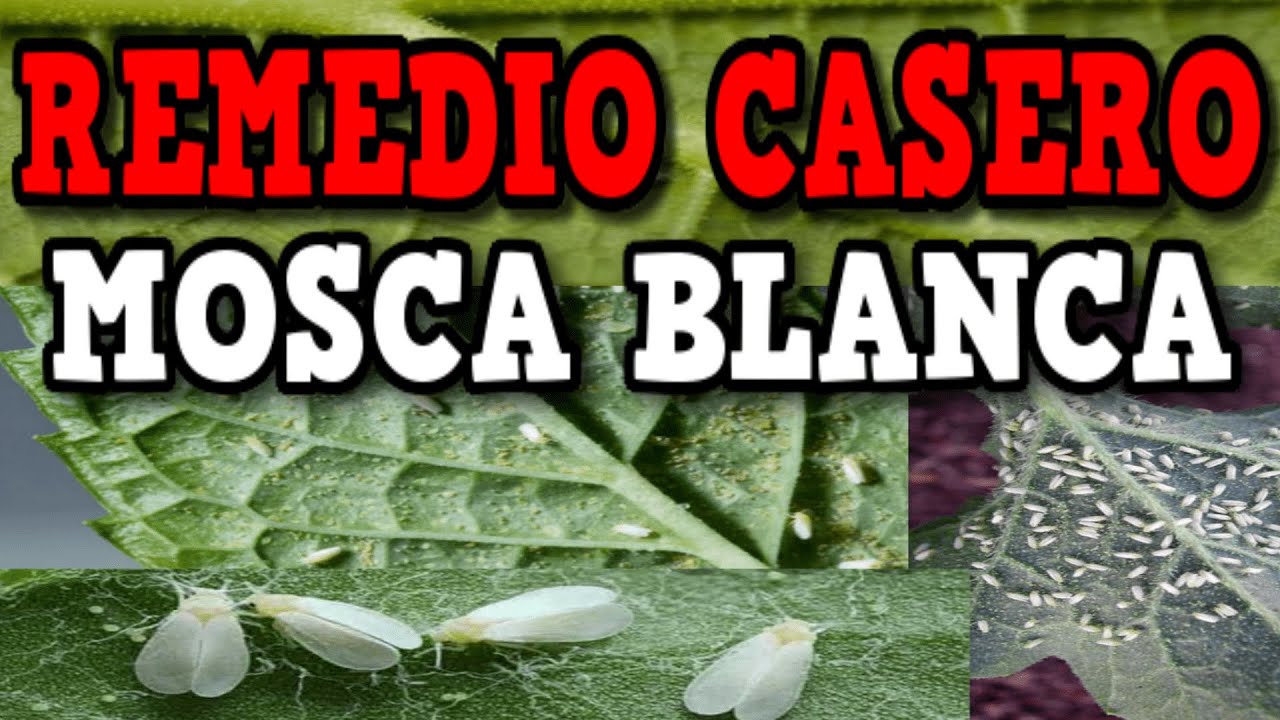 como eliminar la paloma blanca de las plantas