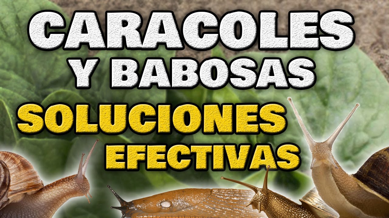 como eliminar los caracoles de las plantas
