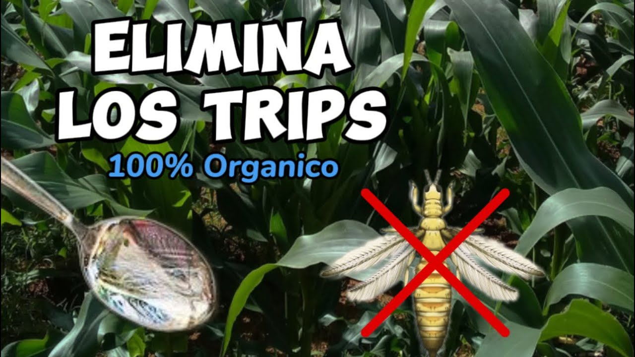 como eliminar los trips de las plantas