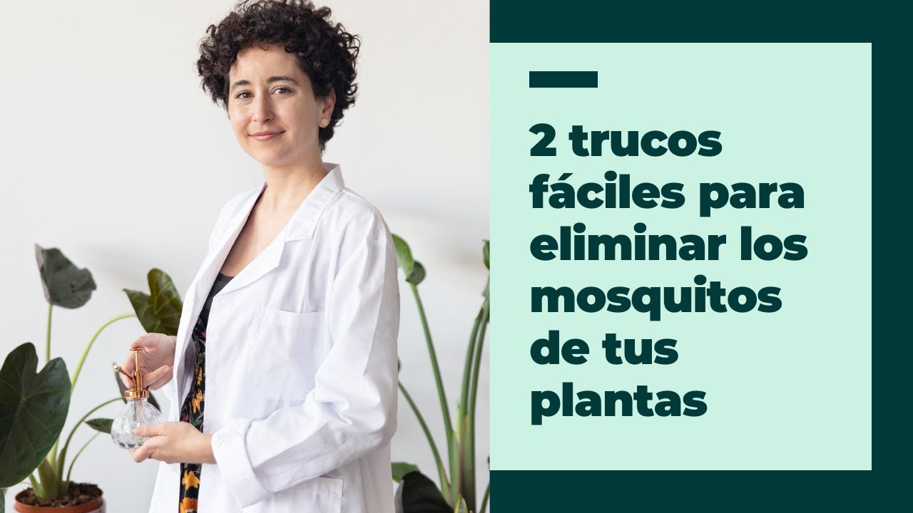 como eliminar mosquitos en las plantas de interior
