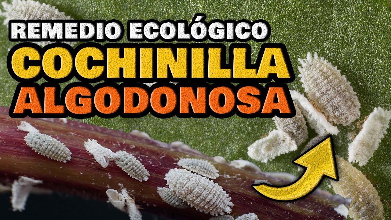 como eliminar plaga de cochinillas en plantas