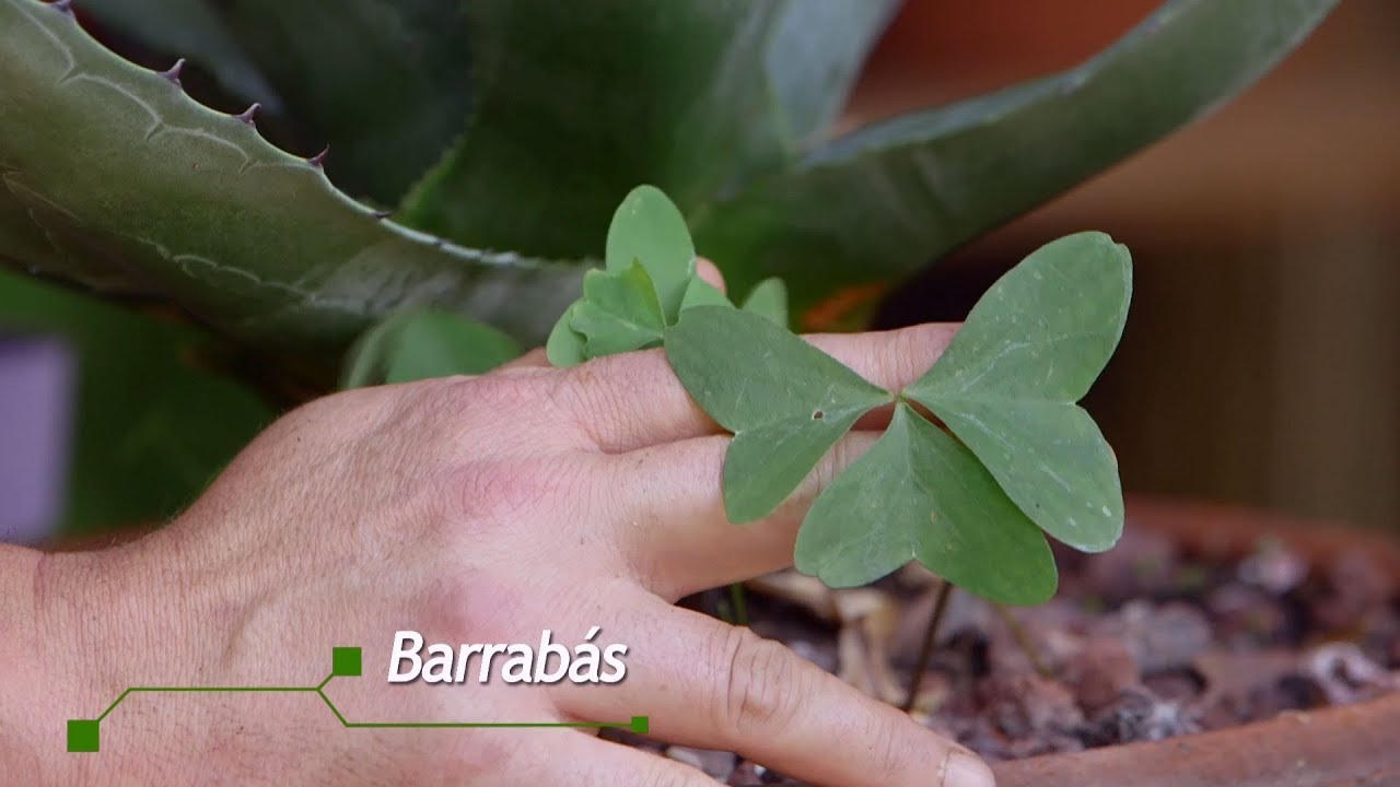 como eliminar trebol de las plantas