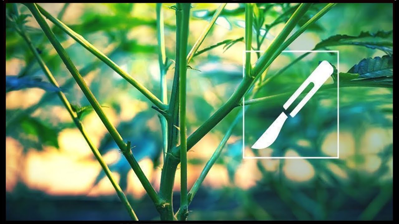 como engordar el tallo de una planta