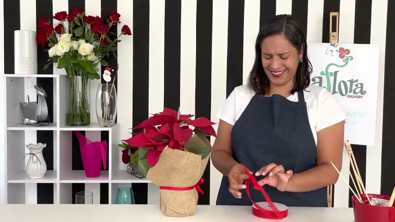 como envolver una flor de pascua para regalar