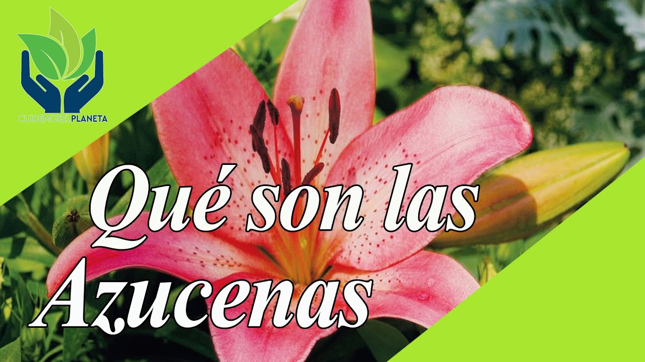 como es la flor de azucena- imagenes