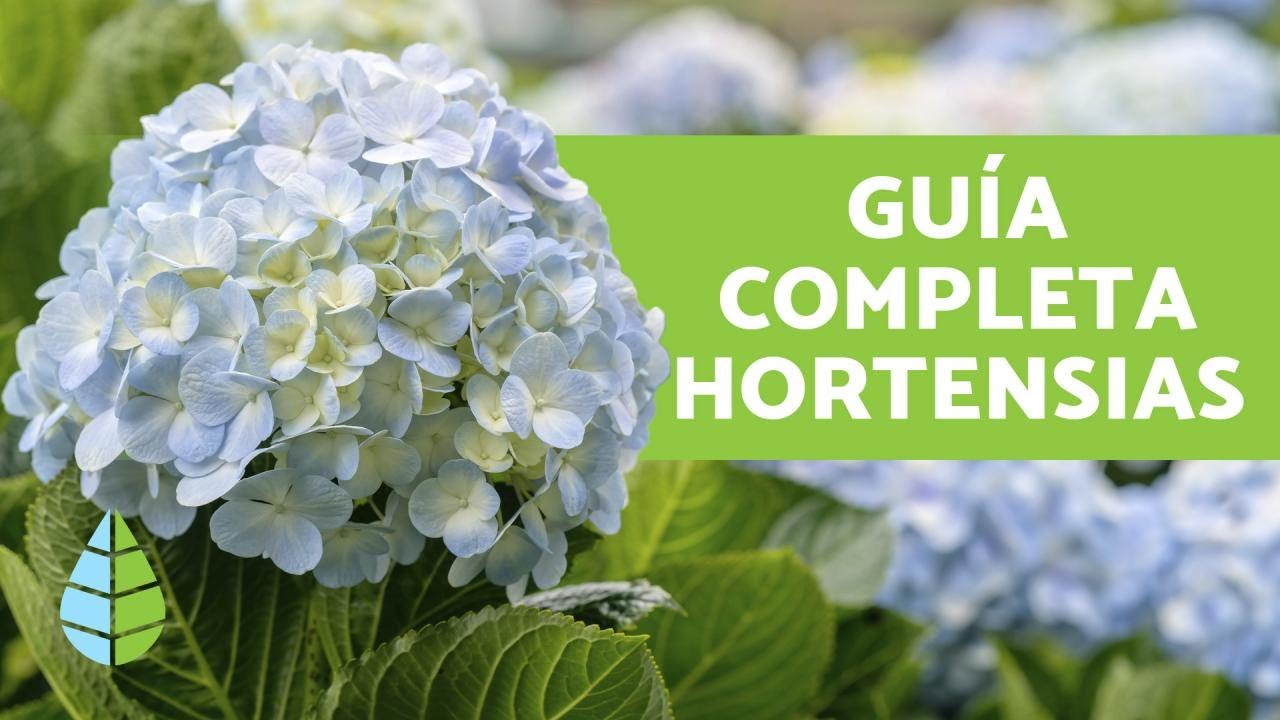 cómo es la flor de hortensia