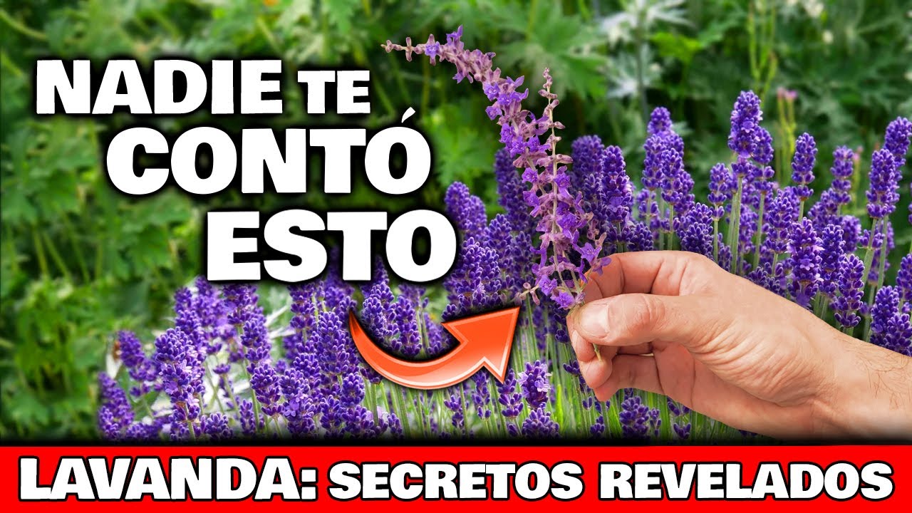 como es la flor de lavanda