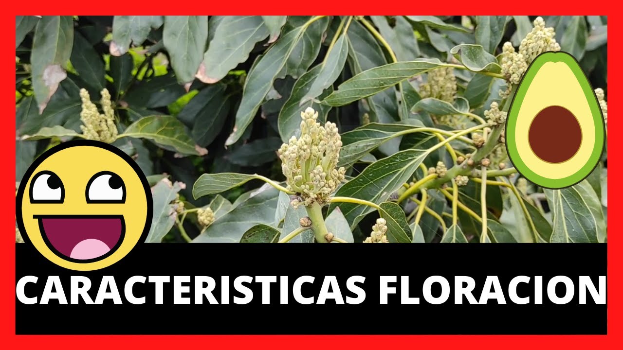 cómo es la flor del aguacate
