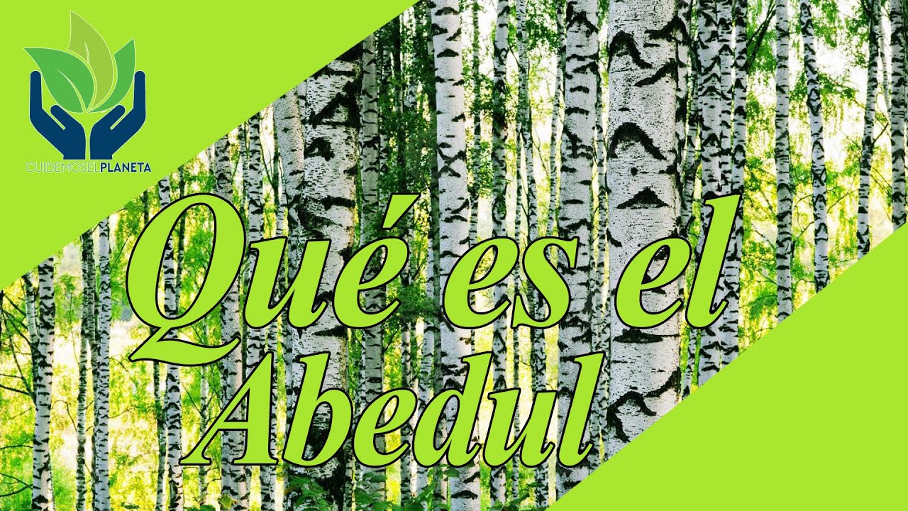 cómo es la planta de abedul