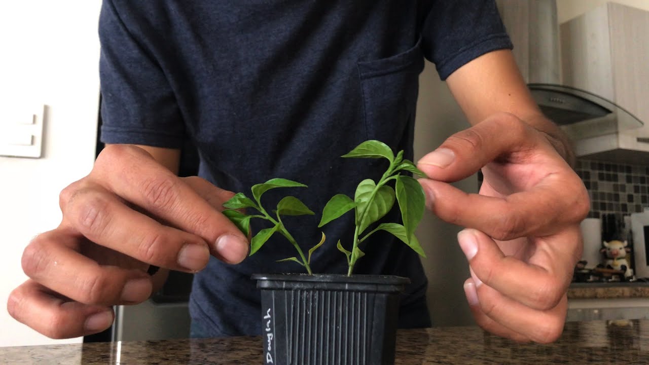 como es la planta de chile