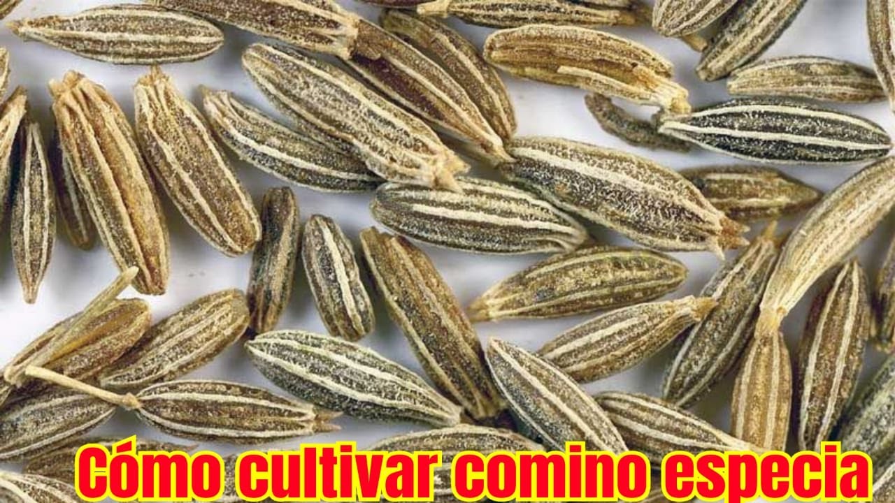 como es la planta de comino