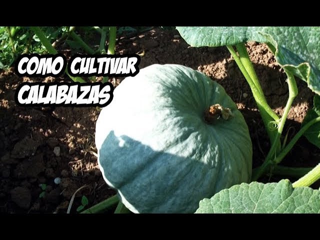 cómo es la planta de la calabaza