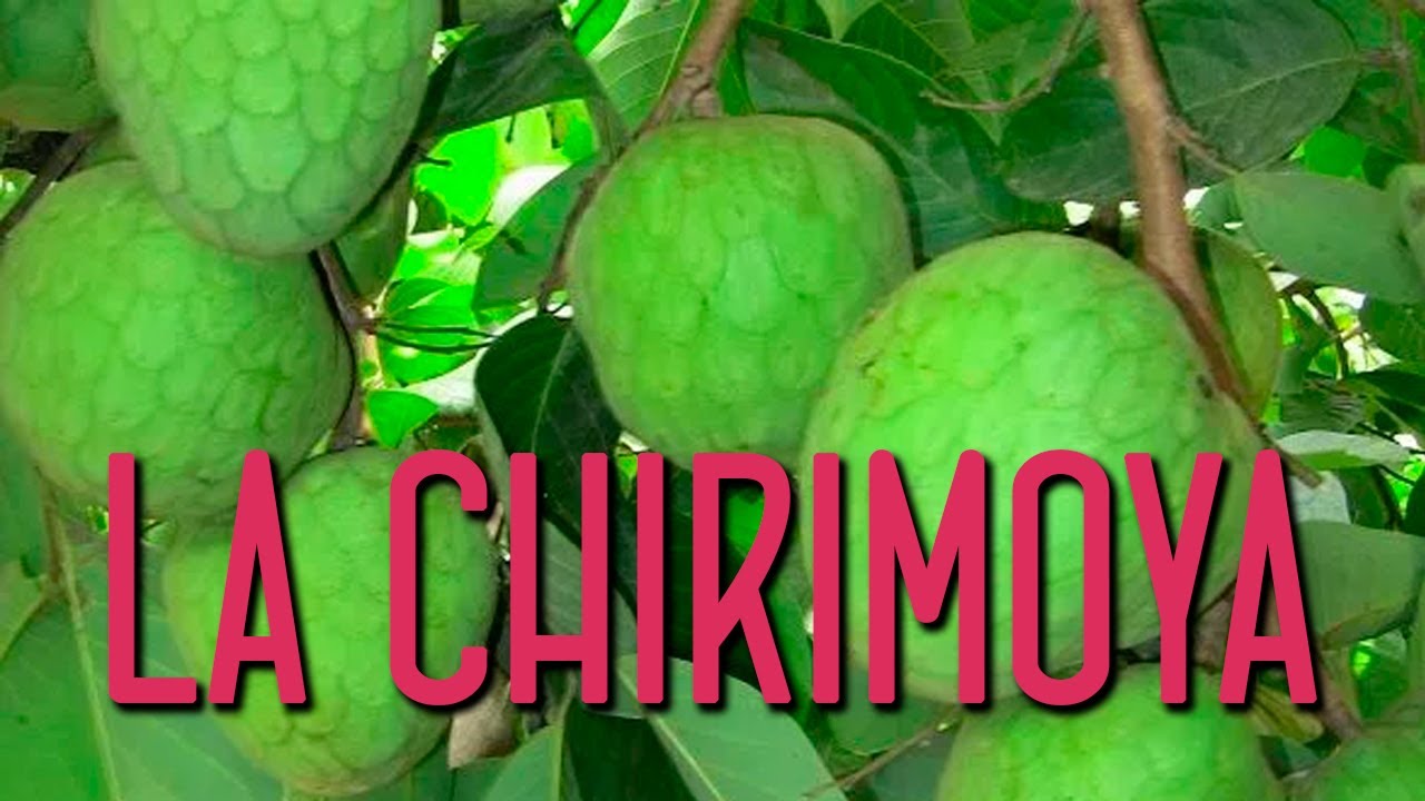 como es la planta de la chirimoya