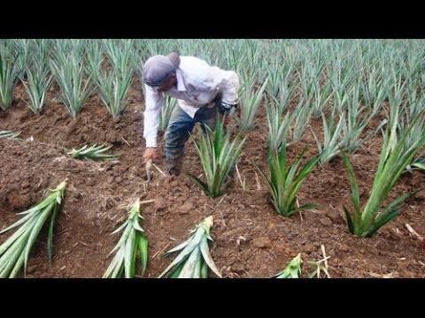 cómo es la planta de la piña