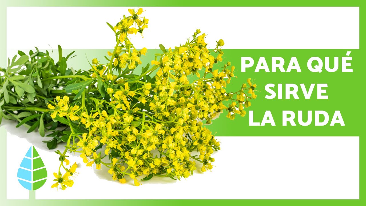 cómo es la planta de la ruda