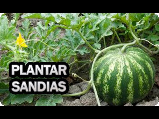 como es la planta de la sandia