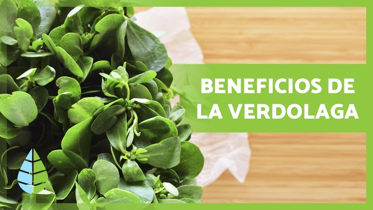 cómo es la planta de la verdolaga