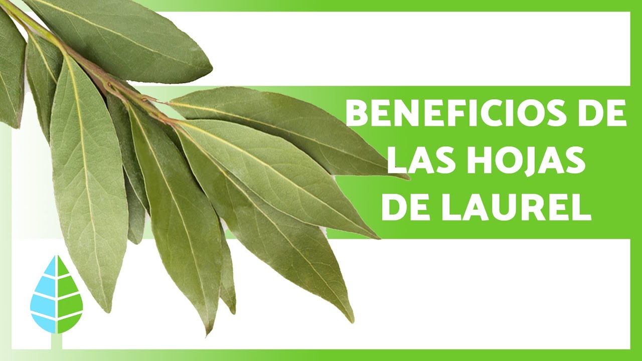 como es la planta de laurel