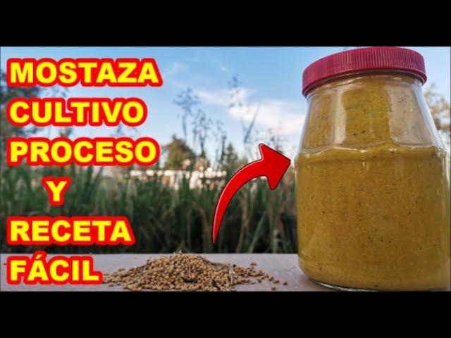 como es la planta de mostaza