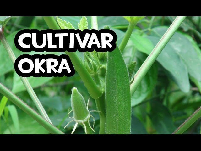 como es la planta de okra