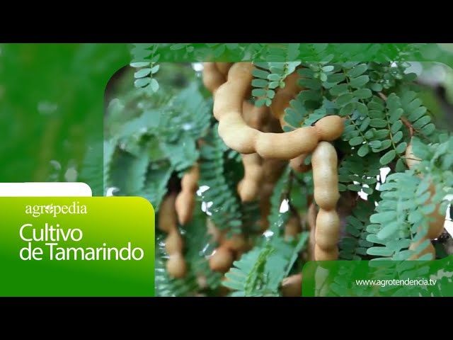 como es la planta de tamarindo