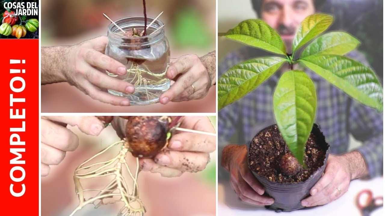 cómo es la planta del aguacate
