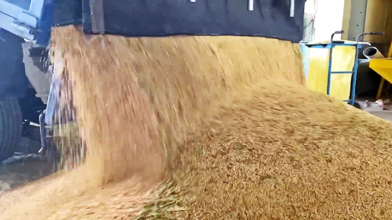 como es la planta del arroz