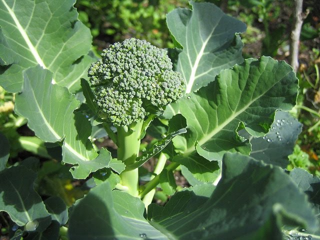 como es la planta del brocoli